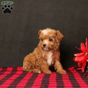Gandolph, Maltipoo Puppy